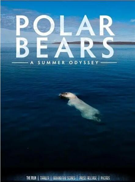 北极熊,一个夏天的奥德赛